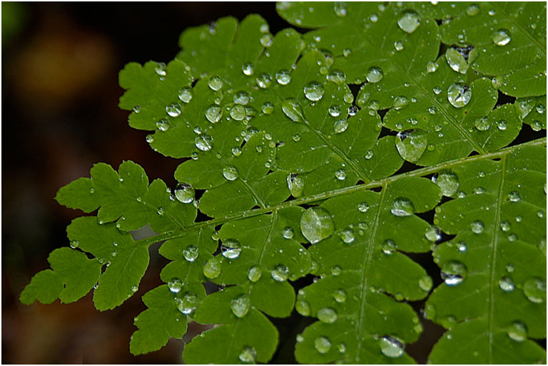 Fern in Rain
